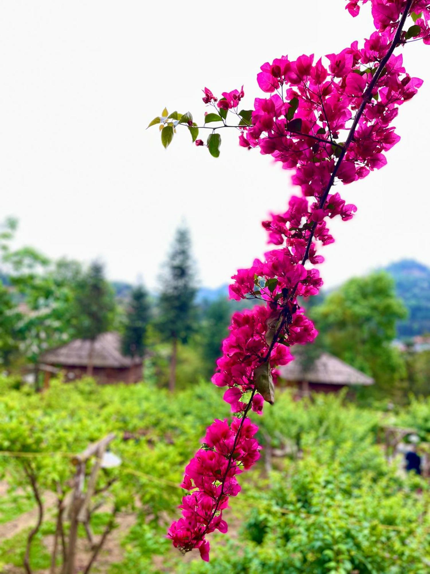 So H'Mong Homestay Bac Ha  Bagian luar foto
